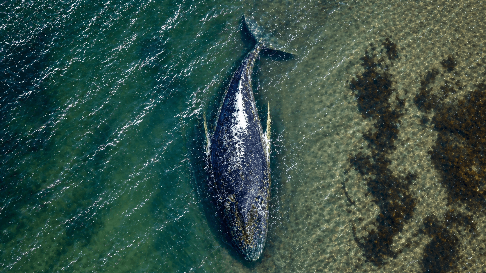 Timmy der Buckelwal – Drohnenaufnahme
